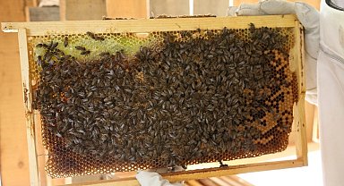 Artvin'de bal fiyatları belli oldu