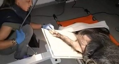 Ateşli silahla yaralanan domuz İzmir'de sağlığına kavuştu