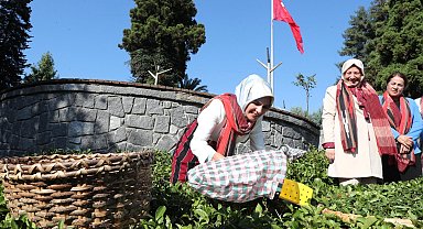 Bakan Göktaş yöresel kıyafetlerle Rize'de çay hasat etti