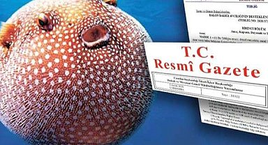 Balon balığı avcılığına yeni destek... Ödemeler artıyor!