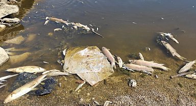 Bursa Yenişehir'de kuruyan derede yavru balıklar için umut oldular