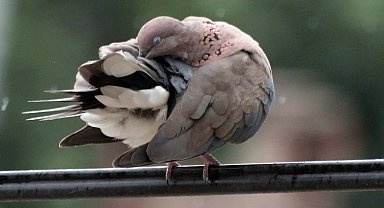 Bursa Yenişehir'de kuşların banyo keyfi