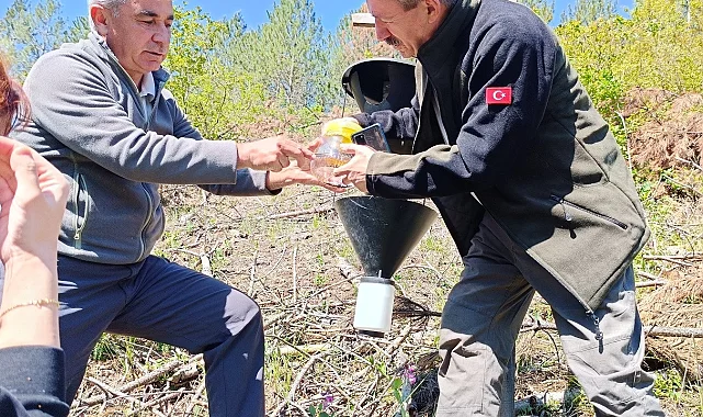 Bursa'da kabuk böceklerine karşı biyolojik mücadele başladı
