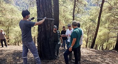 Bursa'da yangınzede ormanlar yeniden yeşertiliyor