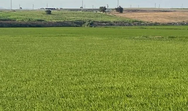 Edirne İpsala'da çeltik üretiminde damlama sulama ile yüksek verim