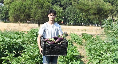 Gazi Tarımda hasat zamanı