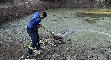 Gölete düşen kuzuyu kurtardılar