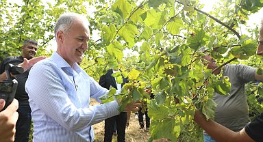 İnegöl fındığında hasat zamanı