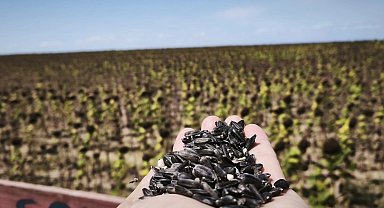 İpsala CHP'li Meclis Üyeleri: Ayçiçeğinde fiyat revize edilmeli