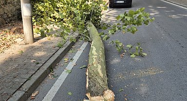 İstanbul'da 58 ağaç devrildi, 6 araç hasar gördü... Dikkat! Bu gecede etkili olacak