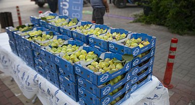 İzmir Güzelbahçe'de dalında kuruyan bardacağı belediye aldı
