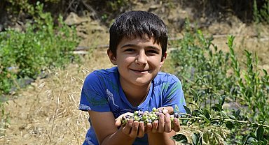 İzmir Ödemiş'te ilk mavi yemiş hasadı