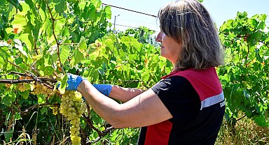 İzmir üzüm bağlarında hasat öncesi pestisit denetimi