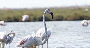 İzmir'de 'Flamingo Yolu' turları yeniden başladı