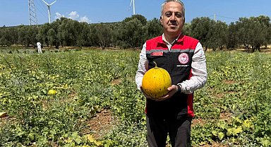 İzmir'in meşhur 'Çeşme Kavunu'nda hasat zamanı