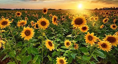 Karacabey Tarım İşletmesi'nden 1,75 milyon kg yağlık ayçiçeği ihalesi!