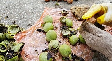 Karacabey TİGEM'den 400 bin kg ceviz hasadı ihalesi