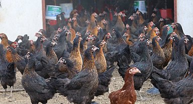 Kocaeli'de tavukçuluğa büyük destek: 16 bin tavuk üreticiyle buluştu