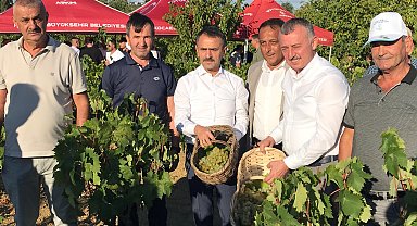 Kocaeli'de üzüm hasadı coşkuyla başladı