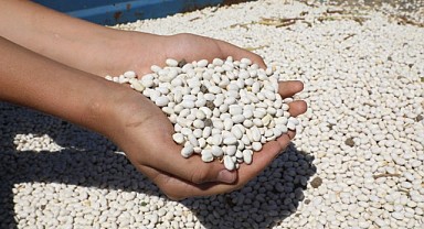 Kuru Fasulye Hasat Makinesi İnegöl Tarlalarında Mesaiye Başladı