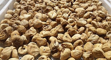 Kuru incirde üreticilere 19 bin kerevet dağıtıldı