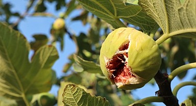 Nilüfer’de incir hasadı başladı