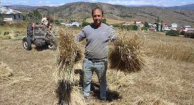 Ordu'da siyez buğdayı üretimi yüzde 1500 arttı