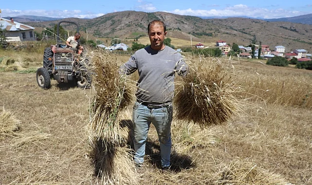 Ordu'da siyez buğdayı üretimi yüzde 1500 arttı
