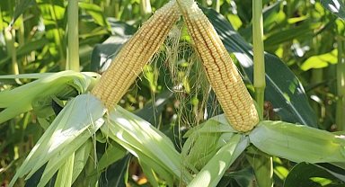 TİGEM'den 4 bin 500 ton silajlık mısır ihalesi