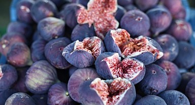 11. Akçalar İncir Festivali 14 Eylül'de