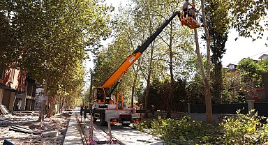 Alikahya Tramvay Hattı için ağaçlara itinalı budama