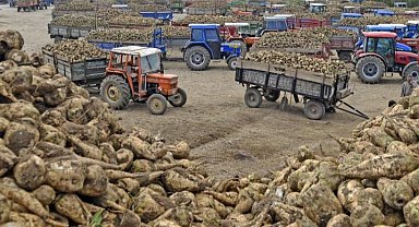 Ankara Şeker Fabrikası 14 bin ton pancar kuyruğu satacak