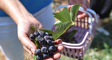 Antalya'da yerelden kalkınma! Beğiş'te üretici kazandı