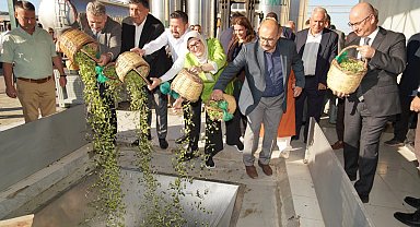 Ayvalık'ta yılın ilk zeytin hasadı yapıldı