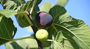 Başkan Erkan Aydın: “Siyah incirimizi korumalıyız”