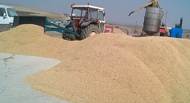 Çeltik maliyeti belli oldu... 1 kg çeltik 41,80 TL