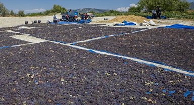 Coğrafi işaretle 'Gülnar Kuş Üzümü' değer kazandı