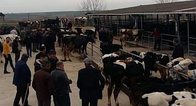 Edirne Keşan'da canlı hayvan pazarı kapatıldı