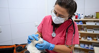 İzmir Bornova'da patili dostlara yeni yuva