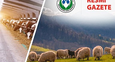 Koyun ve Keçi Yönetmeliği'nde değişiklik... Taahhütname uygulaması kaldırıldı