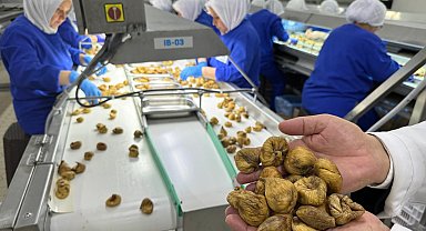 Kuru incir ihracatı 350 milyon doları aştı... İhracat için ilk gemiye hazırlanılıyor