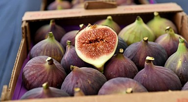 Osmangazi Belediyesi’nden dünyaca ünlü siyah incire festival