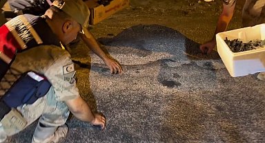 Samandağ'da yavru 'caretta caretta'lar Jandarma eliyle denize ulaştı