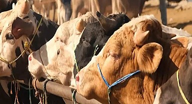 Şap Nedeniyle Hisarcık Karantinaya Alındı