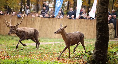 22 kızıl geyik Samanlı Dağları'nda