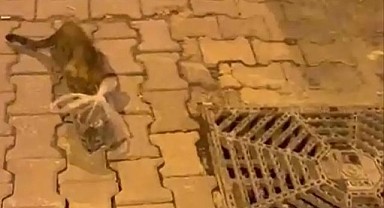 Bursa'da Vicdanları Sızlatan Olay