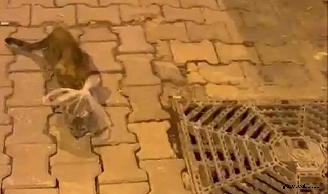 Bursa'da Vicdanları Sızlatan Olay