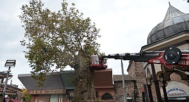 Bursa’nın asırlık çınarı koruma altına alındı