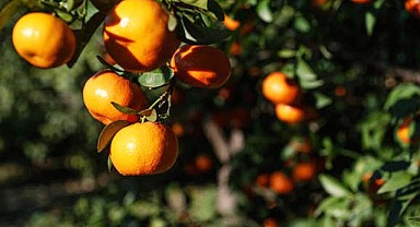 Fiyat Düşüşü Üreticiyi Sevindirdi