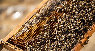 İzmir Bornova'da tatlı emek: Bal hasadı sevinci